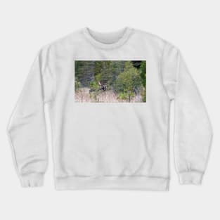 Hidden Moose, Algonquin Park, Canada Crewneck Sweatshirt